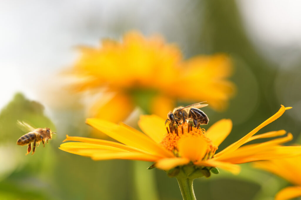 Bee flower mix