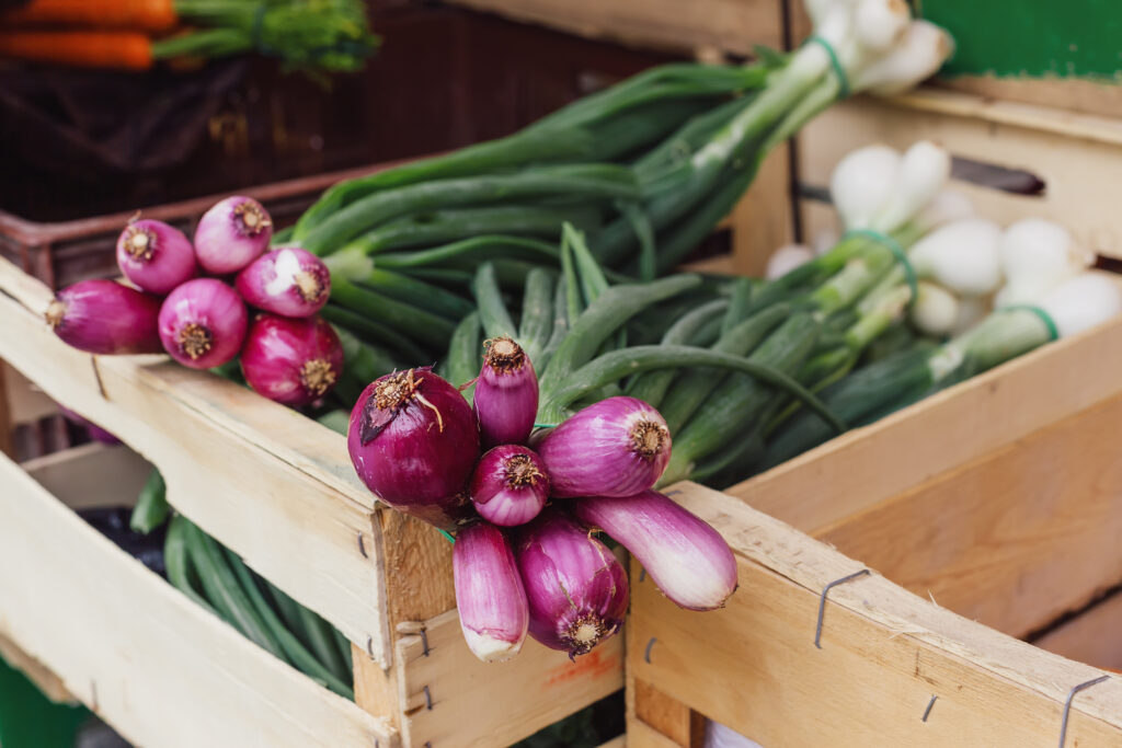 Red bunching onion