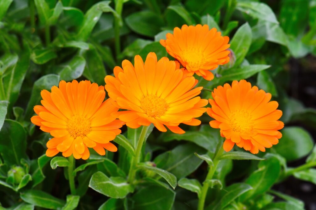 Calendula