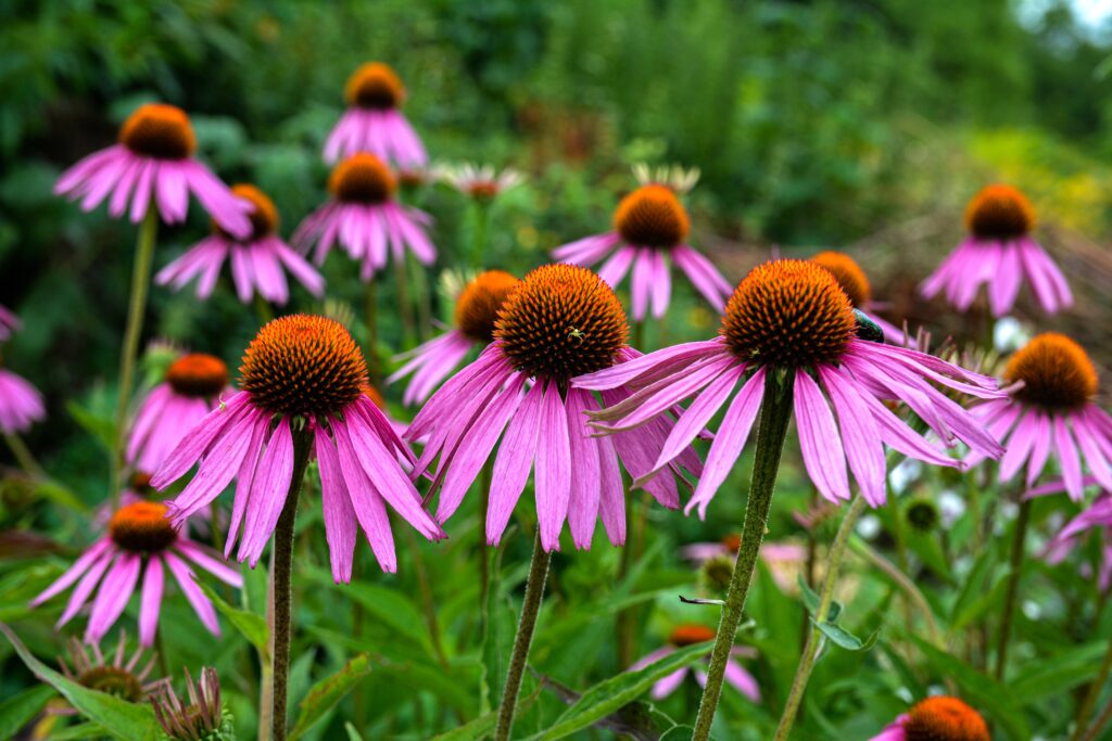 Coneflower