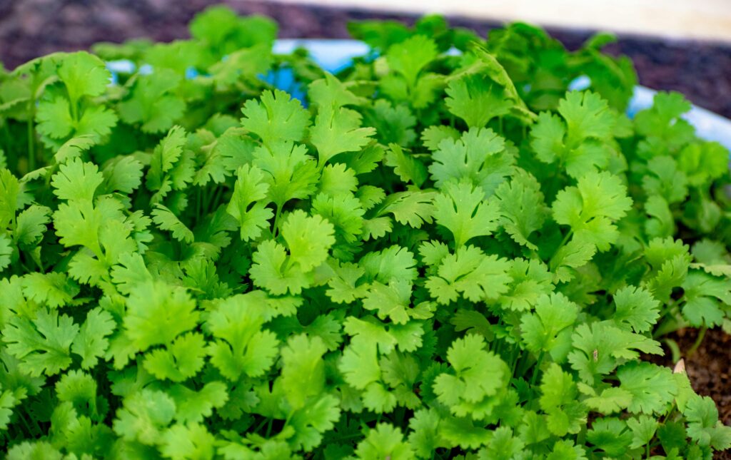 coriander