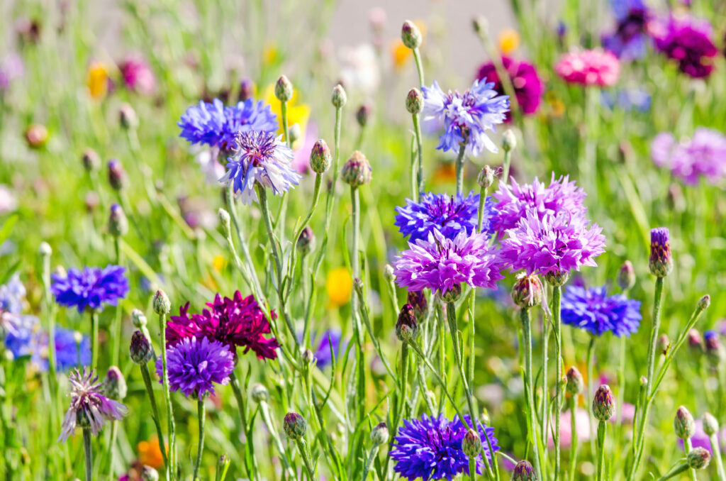 Cornflower