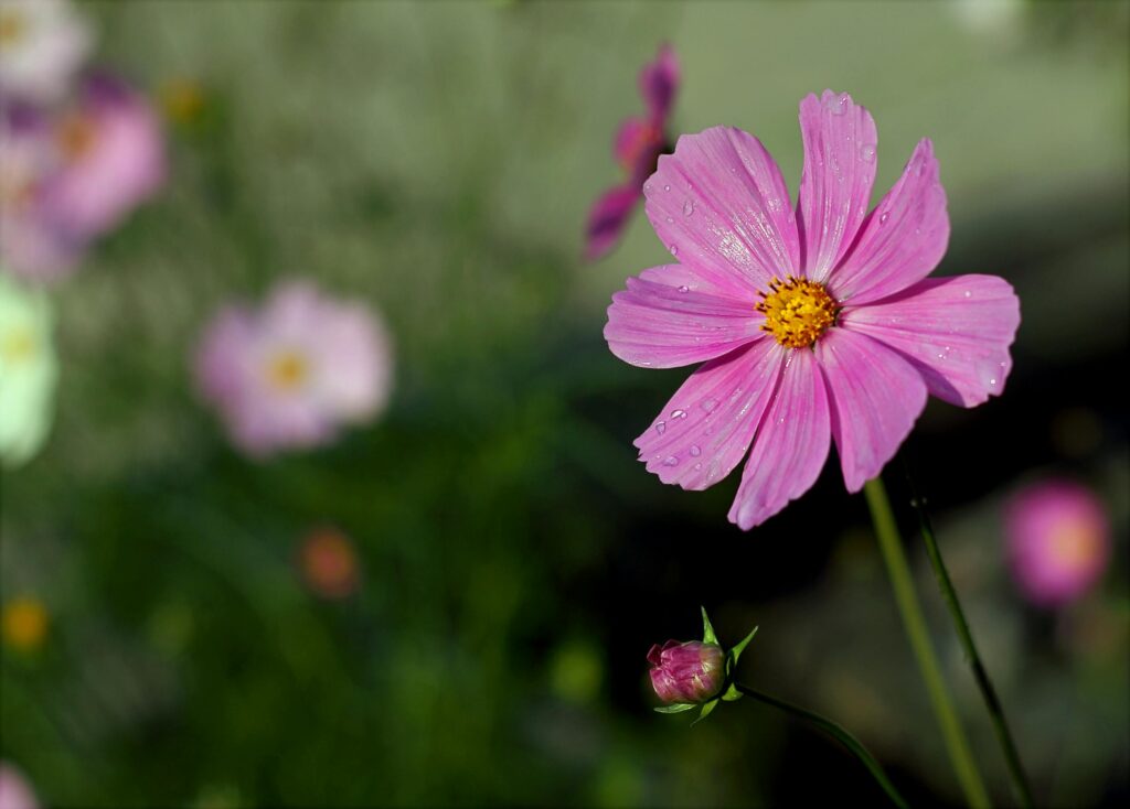 cosmos