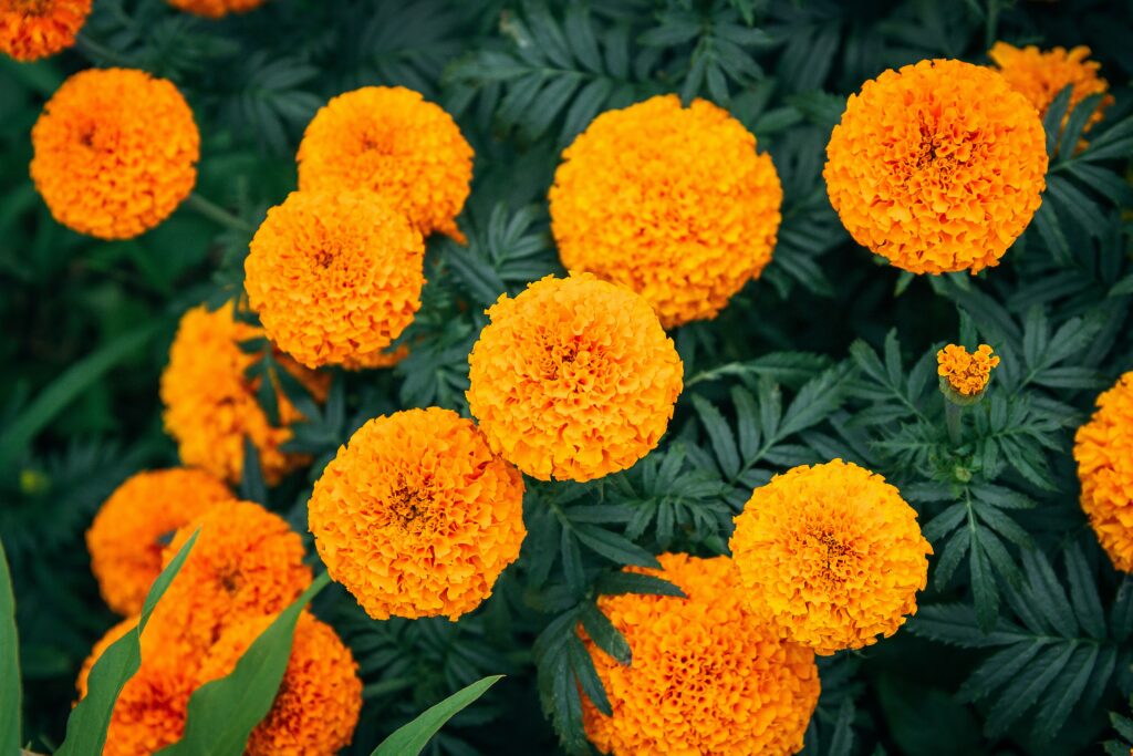 Marigold