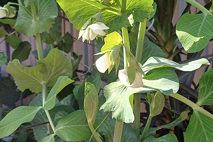 Jillian, Oak Flats - snow pea